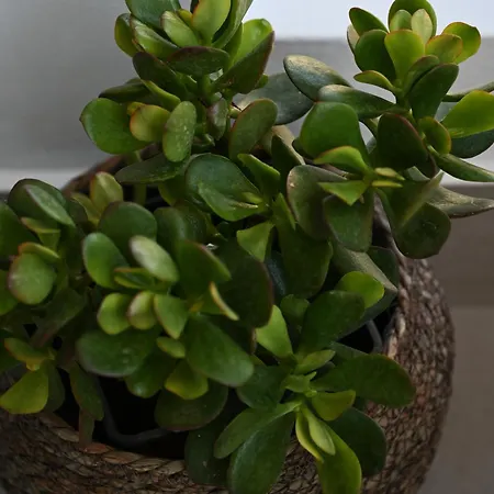 Restia Luxury Loft *